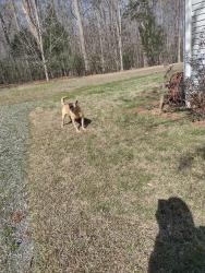 Found/Stray Unknown Dog last seen N Jim Minor Rd , Haw River, NC 27258