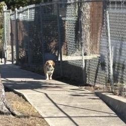 Found/Stray Male Dog last seen Upson St and Euclid st, San Antonio, TX 78212
