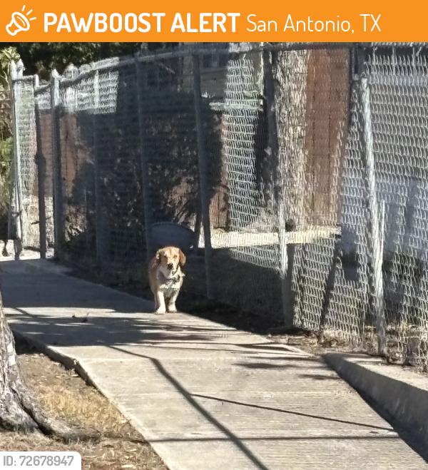 Found/Stray Male Dog last seen Upson St and Euclid st, San Antonio, TX 78212