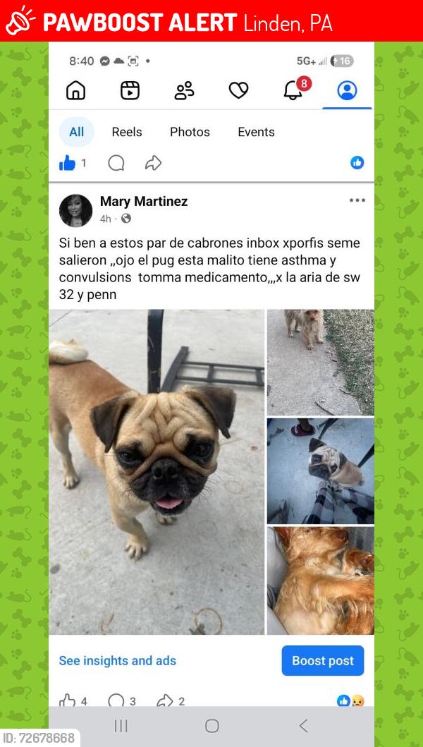 Lost Male Dog last seen Pennsylvania and Agnew , Linden, PA 17744