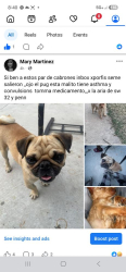 Lost Male Dog last seen Pennsylvania and Agnew , Linden, PA 17744