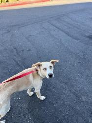 Found/Stray Female Dog last seen Scott’s Seafood, Sacramento, CA 95822