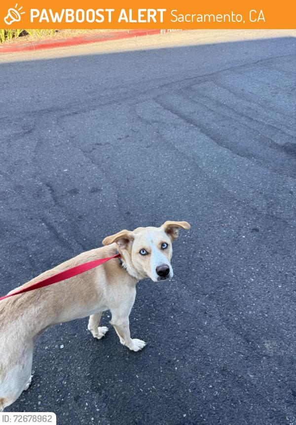 Found/Stray Female Dog last seen Scott’s Seafood, Sacramento, CA 95822
