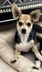 Lost Male Dog last seen Gland street, Port St. Lucie, FL 34952