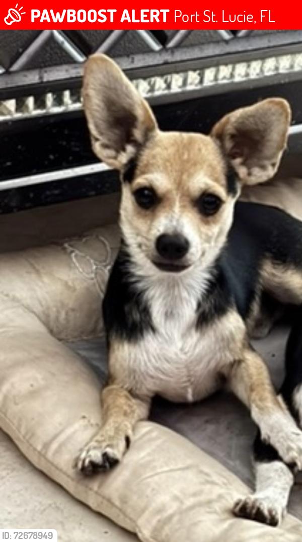 Lost Male Dog last seen Gland street, Port St. Lucie, FL 34952
