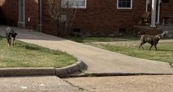Found/Stray Unknown Dog last seen NW 48th Street and Western Avenue, Oklahoma City, OK 73118