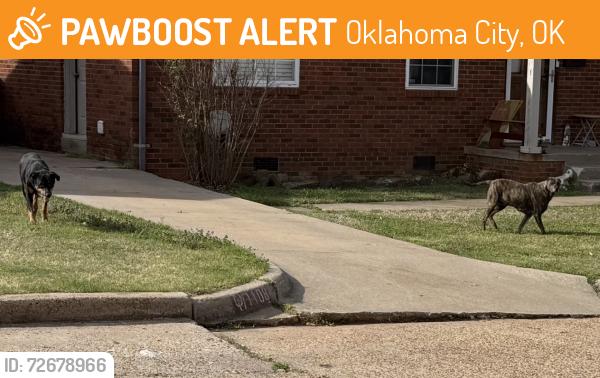 Found/Stray Unknown Dog last seen NW 48th Street and Western Avenue, Oklahoma City, OK 73118