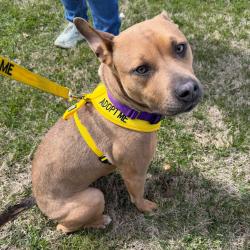 Shelter Stray Female Dog last seen , Philadelphia, PA 19140
