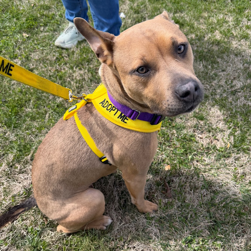 Shelter Stray Female Dog last seen , Philadelphia, PA 19140