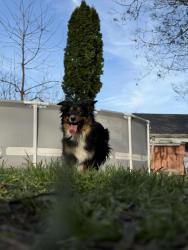 Lost Female Dog last seen belden factory, waterfall rd, Richmond, IN 47374