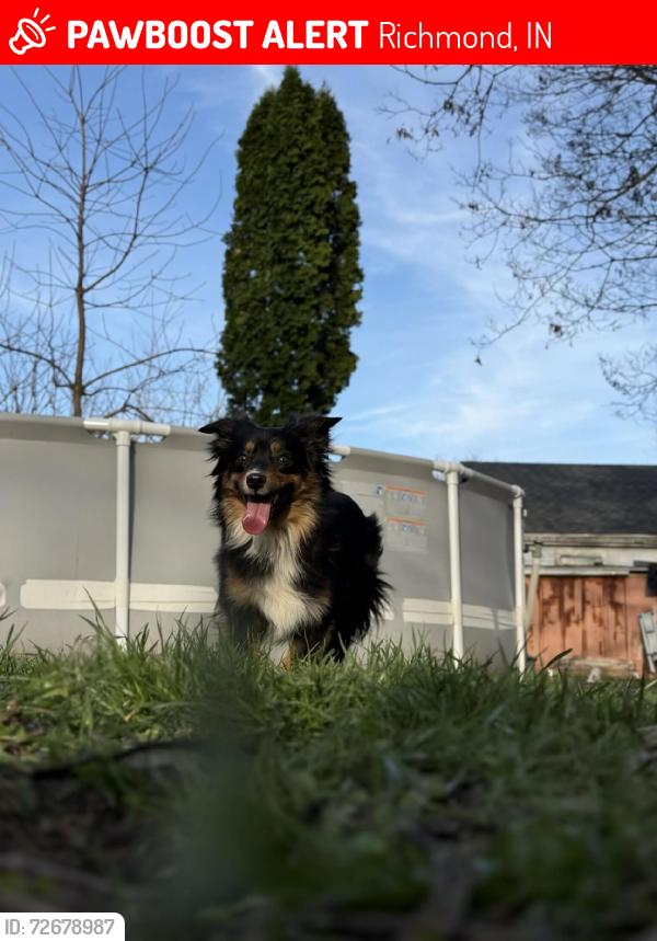 Lost Female Dog last seen belden factory, waterfall rd, Richmond, IN 47374