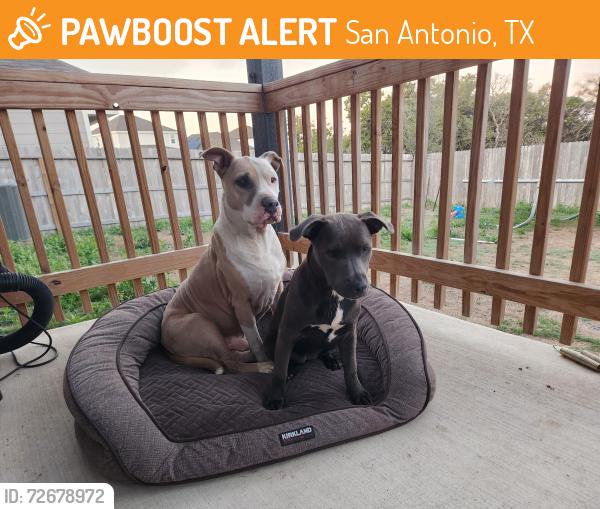 Found/Stray Male Dog last seen Near , San Antonio, TX 78254