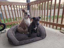 Found/Stray Male Dog last seen Near , San Antonio, TX 78254
