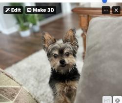 Lost Male Dog last seen Heritage Hills and Hancock/ Heritage Hills/ Harteood Marsh, Clermont, FL 34711