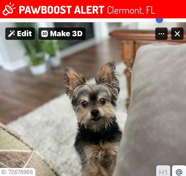 Lost Male Dog last seen Heritage Hills and Hancock/ Heritage Hills/ Harteood Marsh, Clermont, FL 34711