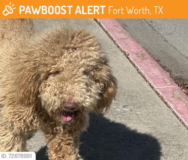 Found/Stray Male Dog last seen Parking lot, Fort Worth, TX 76108
