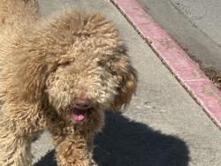 Found/Stray Male Dog last seen Parking lot, Fort Worth, TX 76108