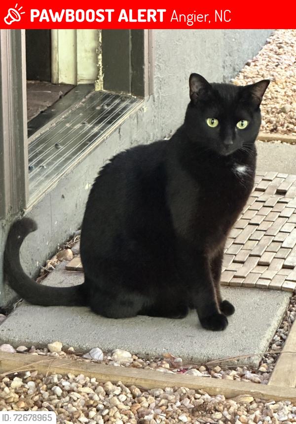 Lost Female Cat last seen Hwy 210 Angier , Angier, NC 27501