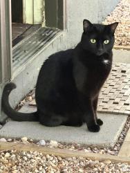 Lost Female Cat last seen Hwy 210 Angier , Angier, NC 27501