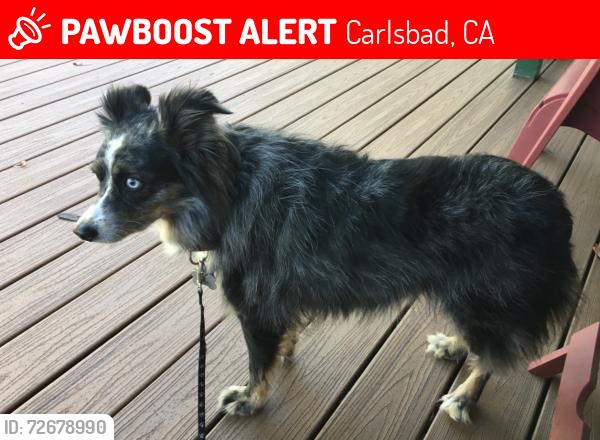 Lost Female Dog last seen Near Grulla Street, Carlsbad 92009, Carlsbad, CA 92009
