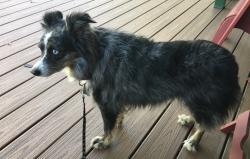 Lost Female Dog last seen Near Grulla Street, Carlsbad 92009, Carlsbad, CA 92009