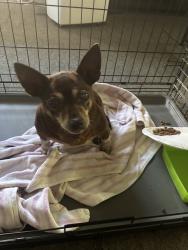 Found/Stray Male Dog last seen 22nd st, Oakland, CA 94606