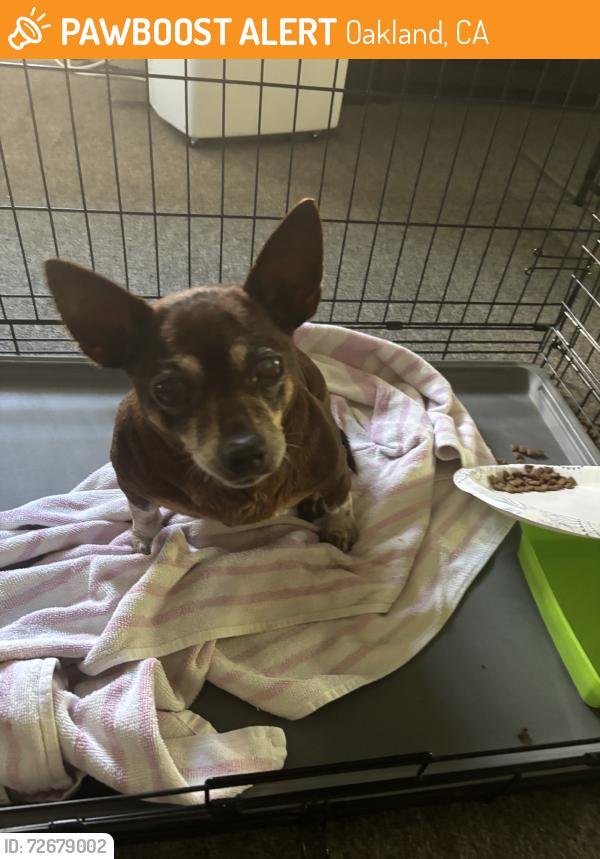 Found/Stray Male Dog last seen 22nd st, Oakland, CA 94606