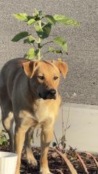Found/Stray Unknown Dog last seen Argi River Ave, Bakersfield, CA 93311