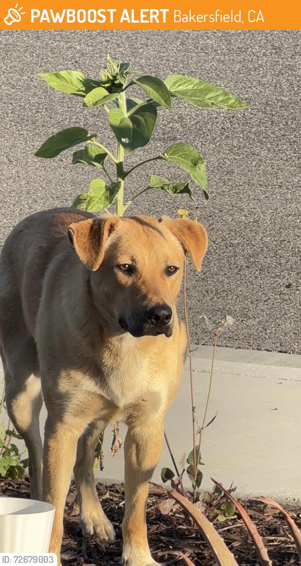 Found/Stray Unknown Dog last seen Argi River Ave, Bakersfield, CA 93311