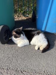 Found/Stray Female Cat last seen Benchill, Wythenshawe, England 