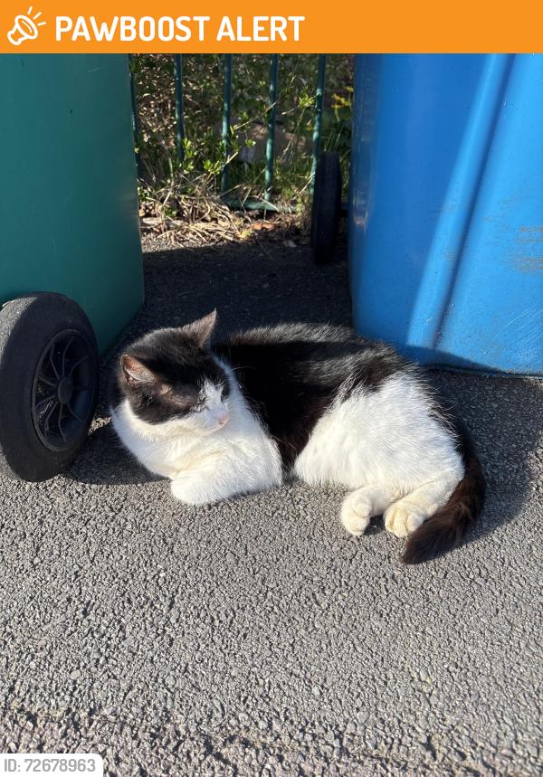 Found/Stray Female Cat last seen Benchill, Wythenshawe, England 