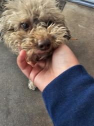 Lost Male Dog last seen Kendrick st, Jonesboro, GA 30238