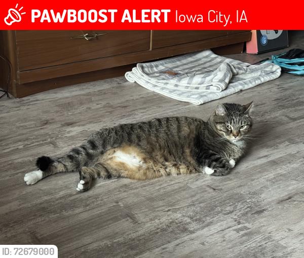 Lost Male Cat last seen Near S Johnson St in the apmt, near the railroad track , Iowa City, IA 52240