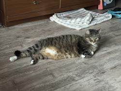 Lost Male Cat last seen Near S Johnson St in the apmt, near the railroad track , Iowa City, IA 52240