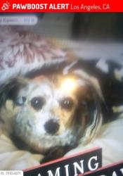 Lost Female Dog last seen Stolen from our car jacking all over Los Angeles California , Los Angeles, CA 90012