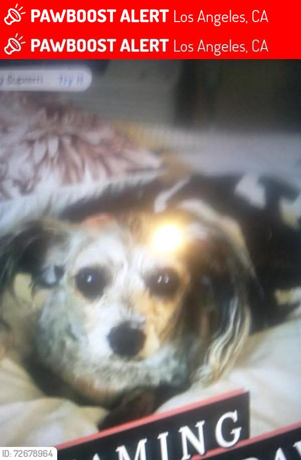 Lost Female Dog last seen Stolen from our car jacking all over Los Angeles California , Los Angeles, CA 90012