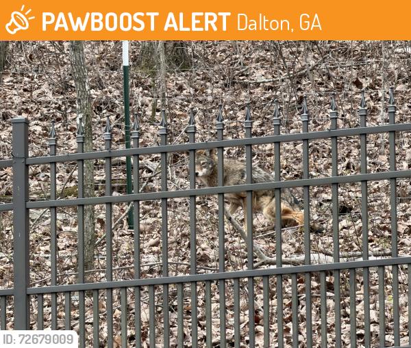 Found/Stray Unknown Dog last seen Sourwood and Prospect Lane in the woods, Dalton, GA 30720