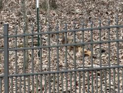 Found/Stray Unknown Dog last seen Sourwood and Prospect Lane in the woods, Dalton, GA 30720