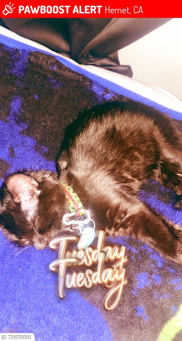 Lost Female Cat last seen Devonshire & Yale , Hemet, CA 92544