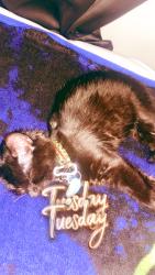 Lost Female Cat last seen Devonshire & Yale , Hemet, CA 92544