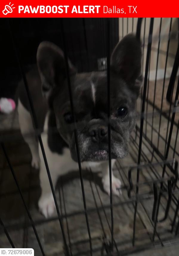 Lost Female Dog last seen Last seen on the corner of San Diego Dr and Santa Anna ave, Dallas, TX 75228