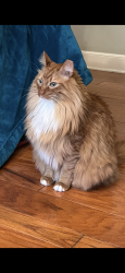Lost Male Cat last seen Airline Hwy at Pecue, near Price Leblanc Toyota, Baton Rouge, LA 70809