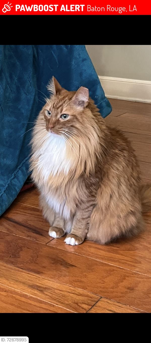 Lost Male Cat last seen Airline Hwy at Pecue, near Price Leblanc Toyota, Baton Rouge, LA 70809