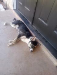 Lost Female Dog last seen Paint rock road by goodfellow airforce base, San Angelo, TX 76902