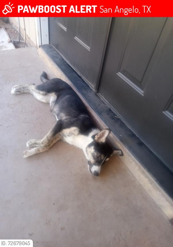 Lost Female Dog last seen Paint rock road by goodfellow airforce base, San Angelo, TX 76902
