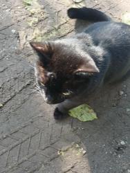 Lost Male Cat last seen Alvarado and palomares, Pomona, CA 91767