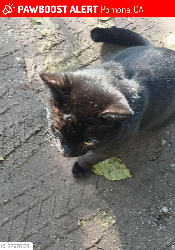 Lost Male Cat last seen Alvarado and palomares, Pomona, CA 91767