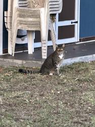 Lost Male Cat last seen Nw 4th st, Boca Raton, FL 33486