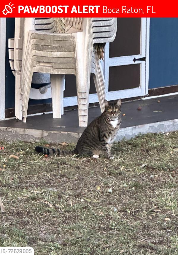 Lost Male Cat last seen Nw 4th st, Boca Raton, FL 33486