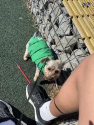 Lost Male Dog last seen Near oakwood piggly wiggly , Birmingham, AL 35211